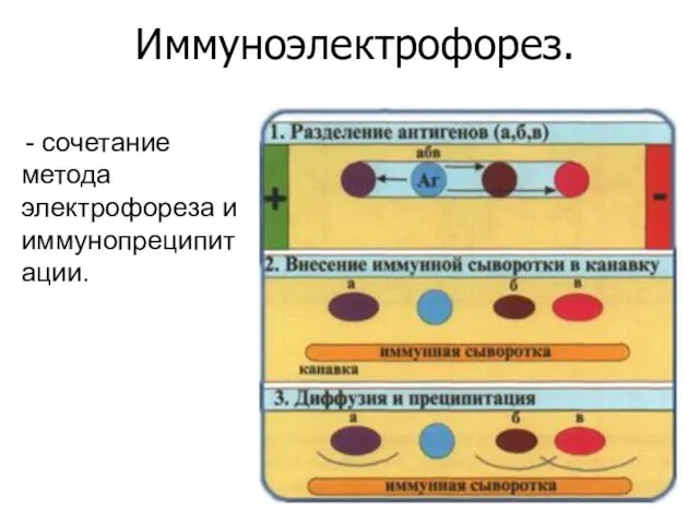 Иммуноэлектрофорез. - сочетание метода электрофореза и иммунопреципитации.