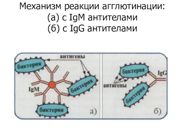 Механизм реакции агглютинации: (а) с IgM антителами (б) с IgG антителами