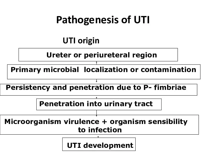 Pathogenesis of UTI UTI origin Ureter or periureteral region Primary microbial localization or