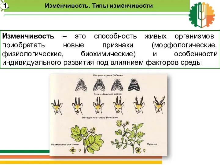 Изменчивость – это способность живых организмов приобретать новые признаки (морфологические,