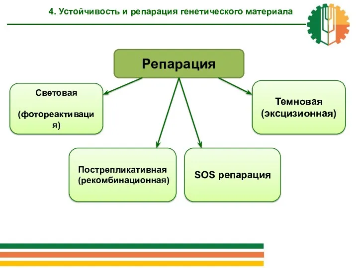 Репарация Световая (фотореактивация) Темновая (эксцизионная) 4. Устойчивость и репарация генетического материала Пострепликативная (рекомбинационная) SOS репарация