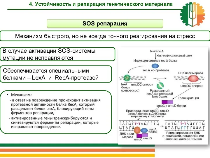 SOS репарация 4. Устойчивость и репарация генетического материала Механизм быстрого,