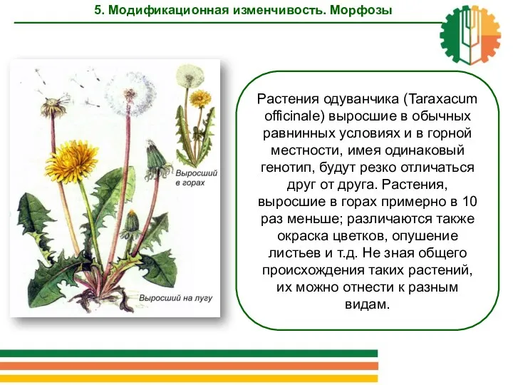 Растения одуванчика (Taraxacum officinale) выросшие в обычных равнинных условиях и