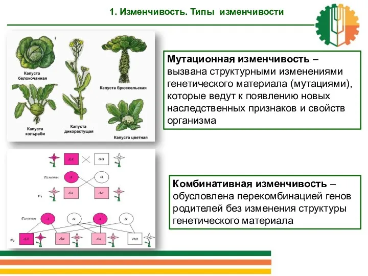 Мутационная изменчивость – вызвана структурными изменениями генетического материала (мутациями), которые