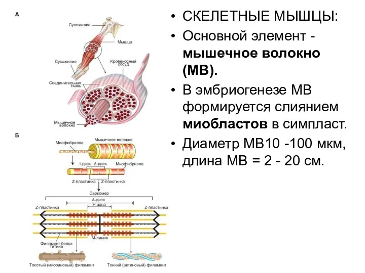СКЕЛЕТНЫЕ МЫШЦЫ: Основной элемент - мышечное волокно (МВ). В эмбриогенезе МВ формируется слиянием