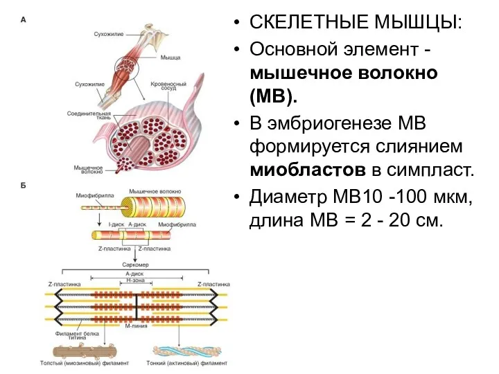 СКЕЛЕТНЫЕ МЫШЦЫ: Основной элемент - мышечное волокно (МВ). В эмбриогенезе