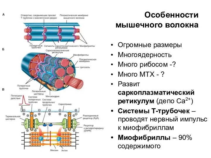 Особенности мышечного волокна Огромные размеры Многоядерность Много рибосом -? Много МТХ - ?