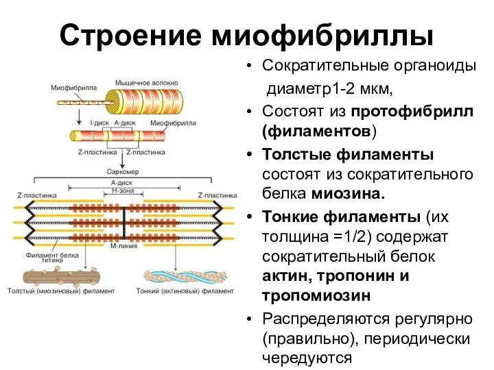 Строение миофибриллы Сократительные органоиды диаметр1-2 мкм, Состоят из протофибрилл (филаментов) Толстые филаменты состоят