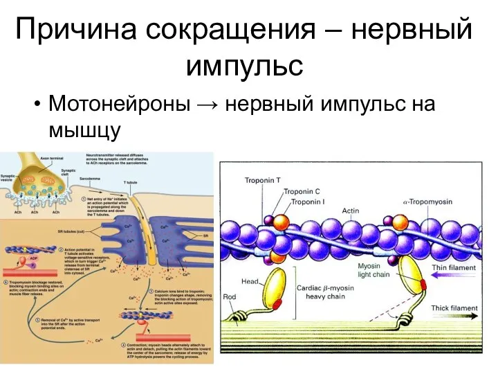 Причина сокращения – нервный импульс Мотонейроны → нервный импульс на мышцу