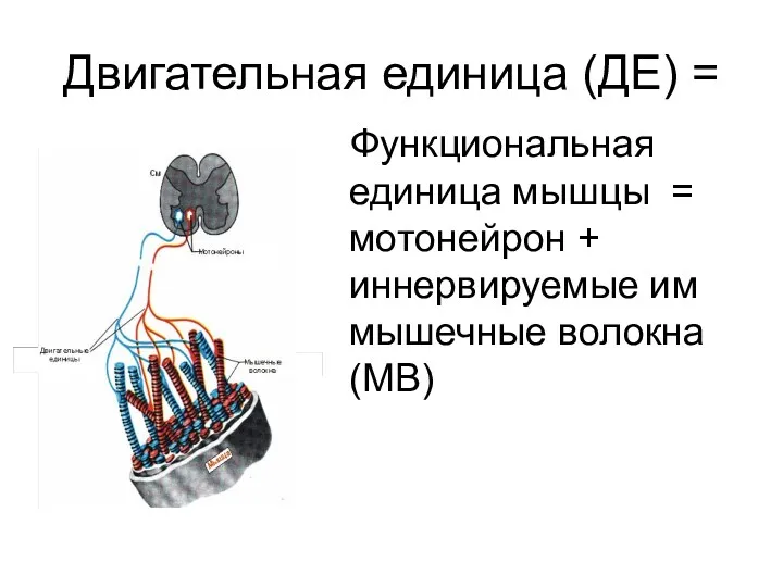 Двигательная единица (ДЕ) = Функциональная единица мышцы = мотонейрон + иннервируемые им мышечные волокна (МВ)
