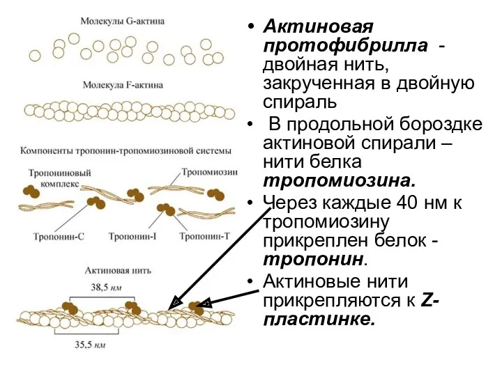 Актиновая протофибрилла - двойная нить, закрученная в двойную спираль В