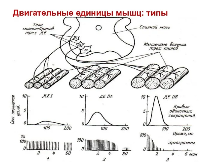 Двигательные единицы мышц: типы