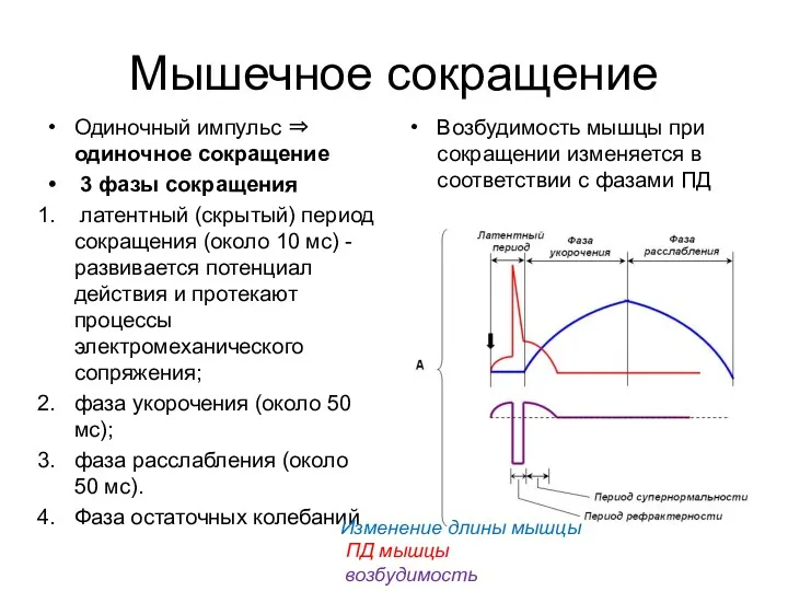 Мышечное сокращение Одиночный импульс ⇒ одиночное сокращение 3 фазы сокращения латентный (скрытый) период