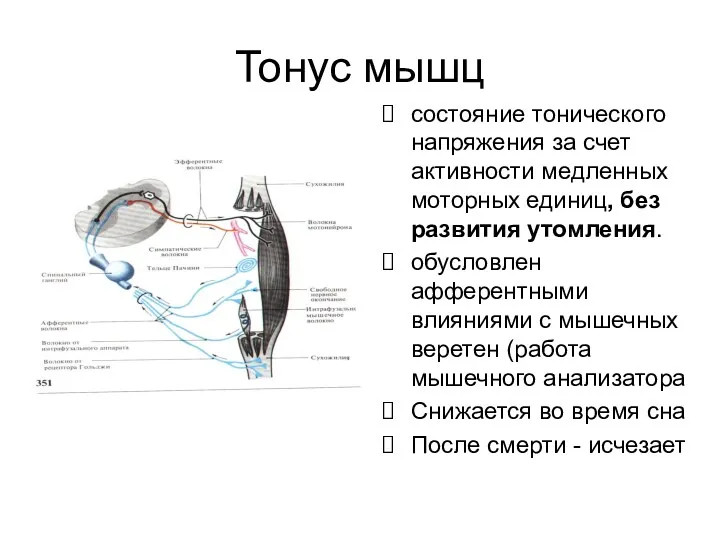 Тонус мышц состояние тонического напряжения за счет активности медленных моторных