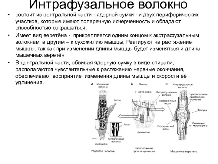 Интрафузальное волокно состоит из центральной части - ядерной сумки -