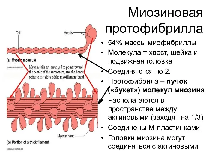 Миозиновая протофибрилла 54% массы миофибриллы Молекула = хвост, шейка и подвижная головка Соединяются