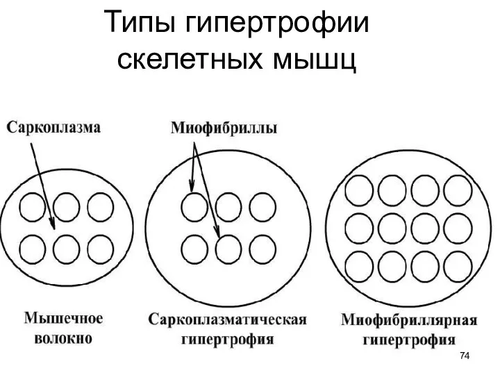 Типы гипертрофии скелетных мышц