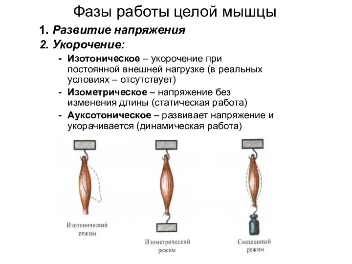 Фазы работы целой мышцы 1. Развитие напряжения 2. Укорочение: Изотоническое – укорочение при