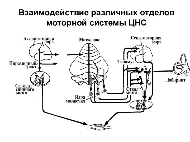 Взаимодействие различных отделов моторной системы ЦНС