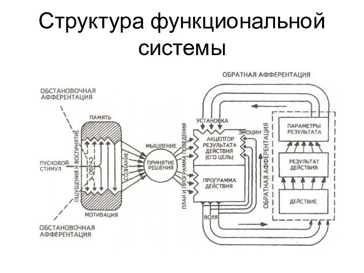 Структура функциональной системы