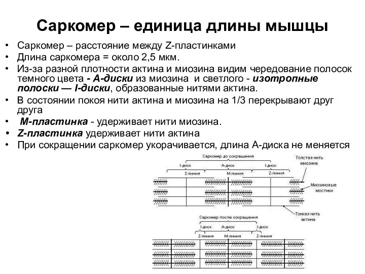 Саркомер – единица длины мышцы Саркомер – расстояние между Z-пластинками