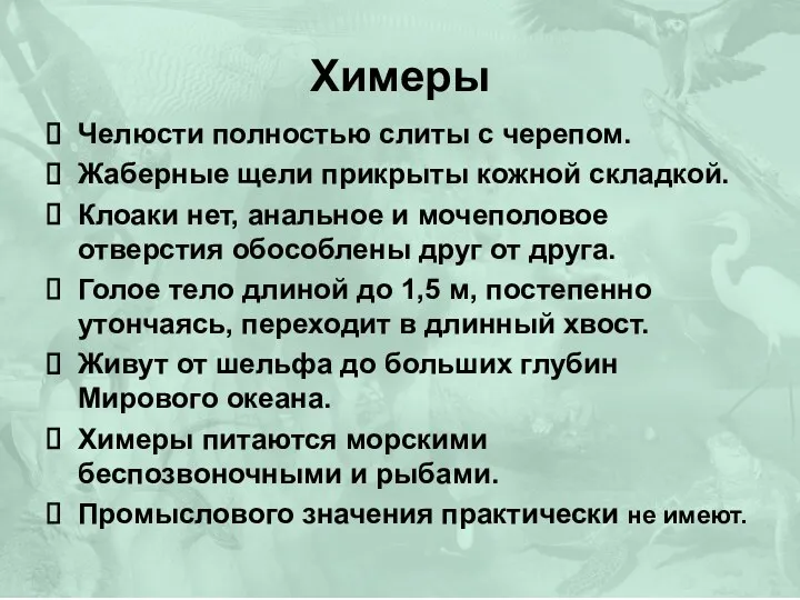 Химеры Челюсти полностью слиты с черепом. Жаберные щели прикрыты кожной