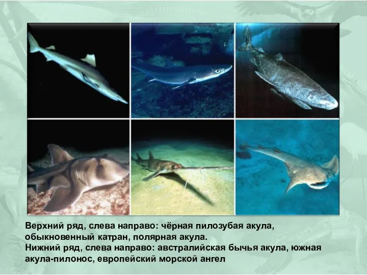 Верхний ряд, слева направо: чёрная пилозубая акула, обыкновенный катран, полярная