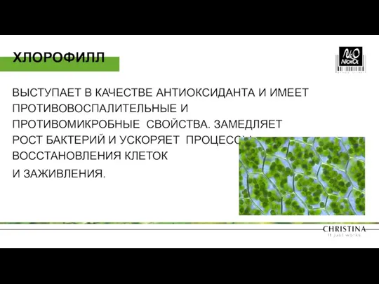 ХЛОРОФИЛЛ ВЫСТУПАЕТ В КАЧЕСТВЕ АНТИОКСИДАНТА И ИМЕЕТ ПРОТИВОВОСПАЛИТЕЛЬНЫЕ И ПРОТИВОМИКРОБНЫЕ