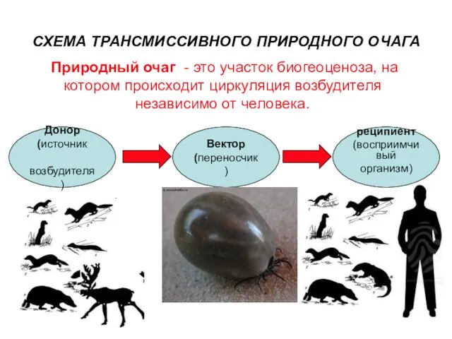 Донор (источник возбудителя) Вектор (переносчик) Природный очаг - это участок