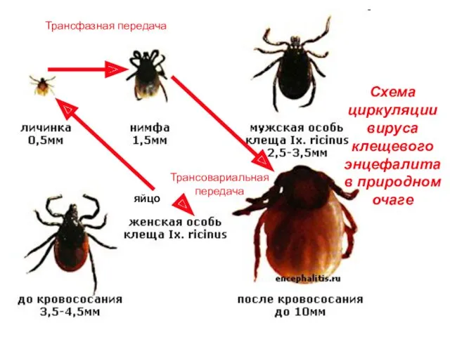 Схема циркуляции вируса клещевого энцефалита в природном очаге яйцо Трансфазная передача Трансовариальная передача