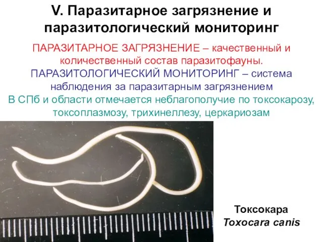 Токсокара Toxocara canis V. Паразитарное загрязнение и паразитологический мониторинг ПАРАЗИТАРНОЕ