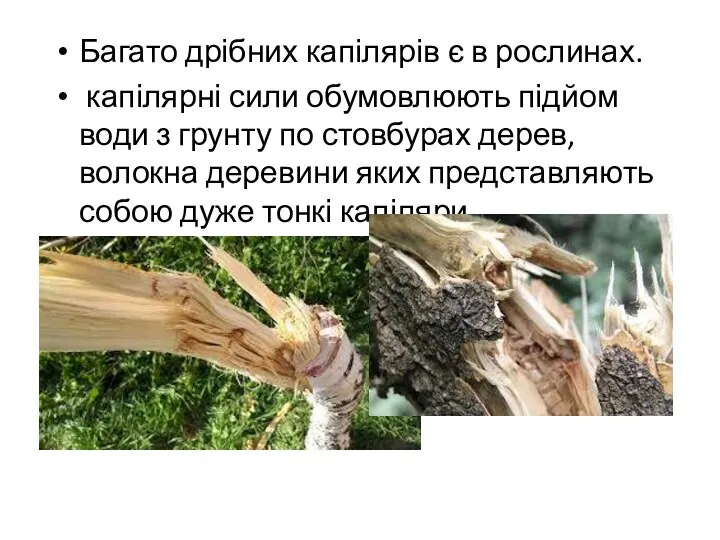 Багато дрібних капілярів є в рослинах. капілярні сили обумовлюють підйом