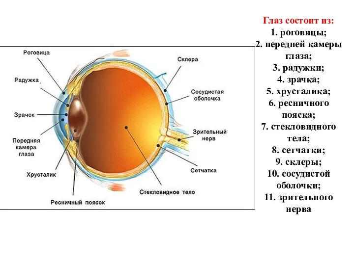 Глаз состоит из: 1. роговицы; 2. передней камеры глаза; 3. радужки; 4. зрачка;