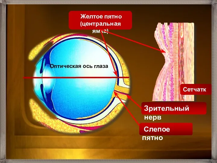 Слепое пятно Желтое пятно (центральная ямка) Оптическая ось глаза Сетчатка Зрительный нерв
