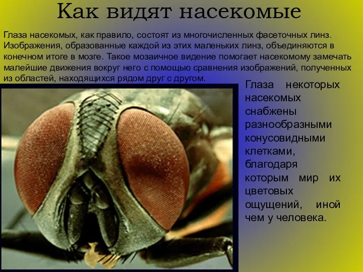 Как видят насекомые Глаза насекомых, как правило, состоят из многочисленных фасеточных линз. Изображения,