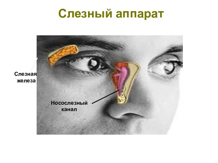 Слезный аппарат Носослезный канал Слезная железа