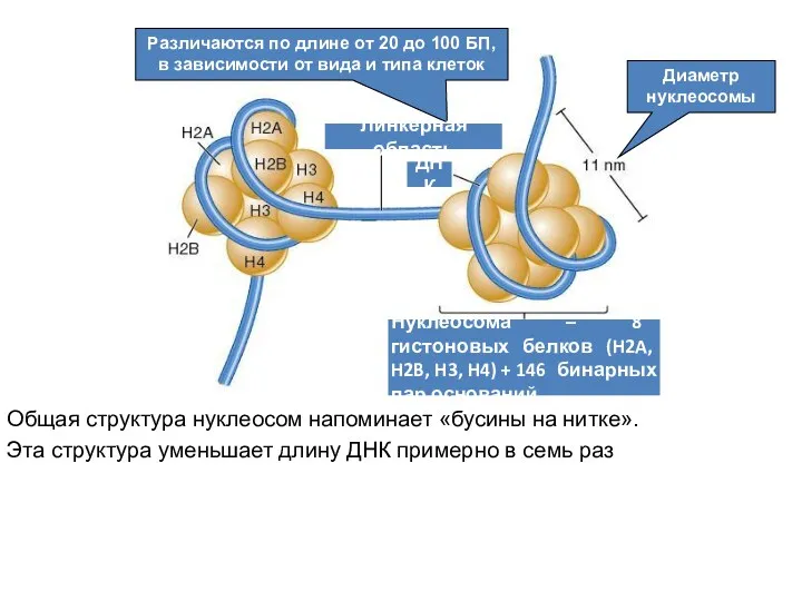 Общая структура нуклеосом напоминает «бусины на нитке». Эта структура уменьшает