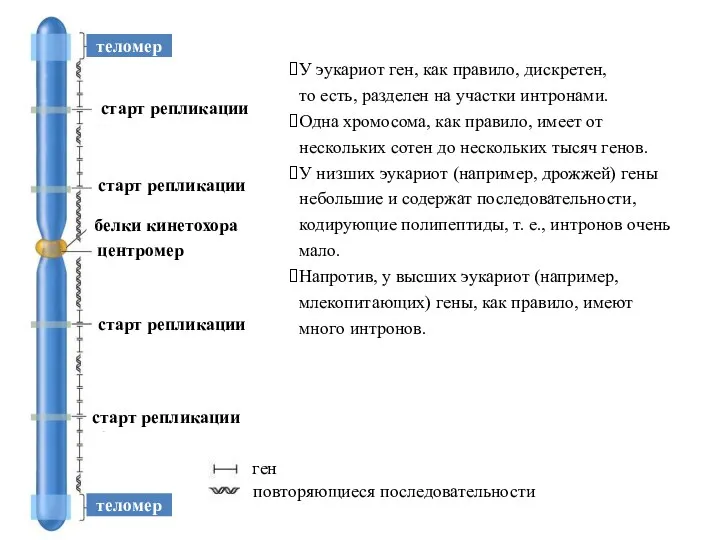 У эукариот ген, как правило, дискретен, то есть, разделен на