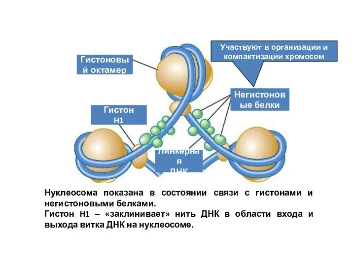 Участвуют в организации и компактизации хромосом Гистоновый октамер Гистон H1
