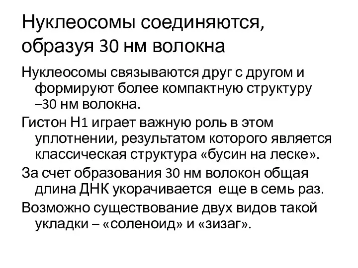 Нуклеосомы соединяются, образуя 30 нм волокна Нуклеосомы связываются друг с