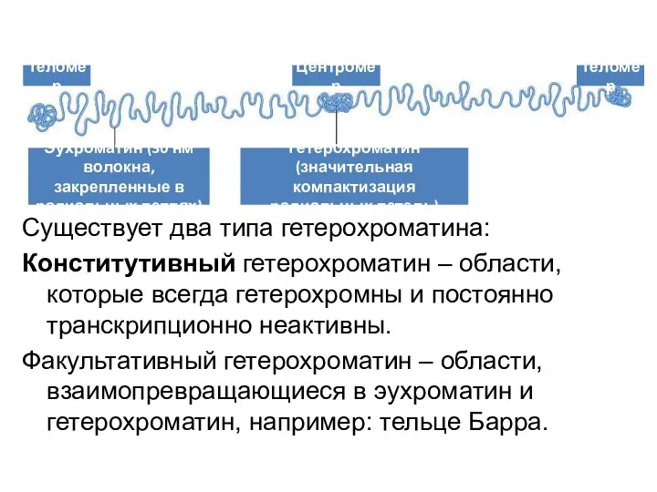 Существует два типа гетерохроматина: Конститутивный гетерохроматин – области, которые всегда