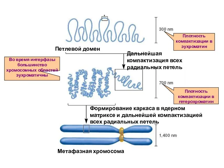 Плотность компактизации в эухроматин Плотность компактизации в гетерохроматин Во время