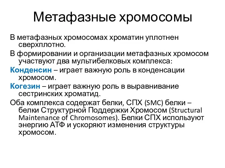 Метафазные хромосомы В метафазных хромосомах хроматин уплотнен сверхплотно. В формировании