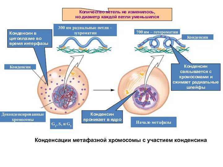 Конденсации метафазной хромосомы с участием конденсина Количество петель не изменилось,