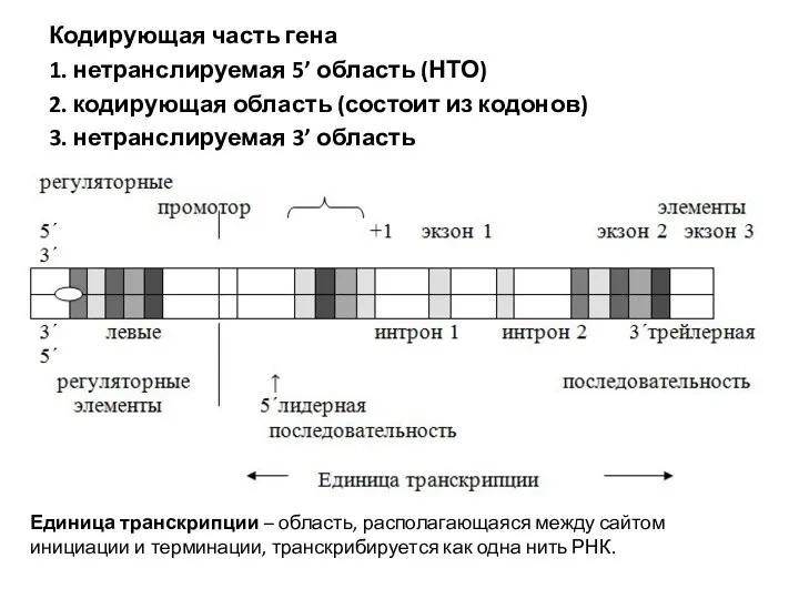 Кодирующая часть гена 1. нетранслируемая 5’ область (НТО) 2. кодирующая