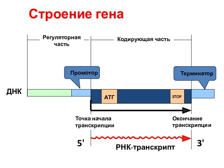Строение гена Кодирующая часть АТГ STOP ДНК РНК-транскрипт Промотор Терминатор