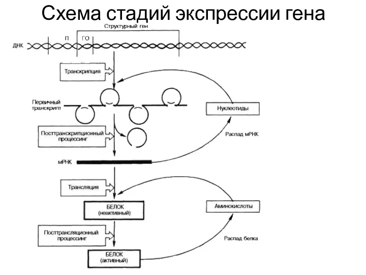 Схема стадий экспрессии гена