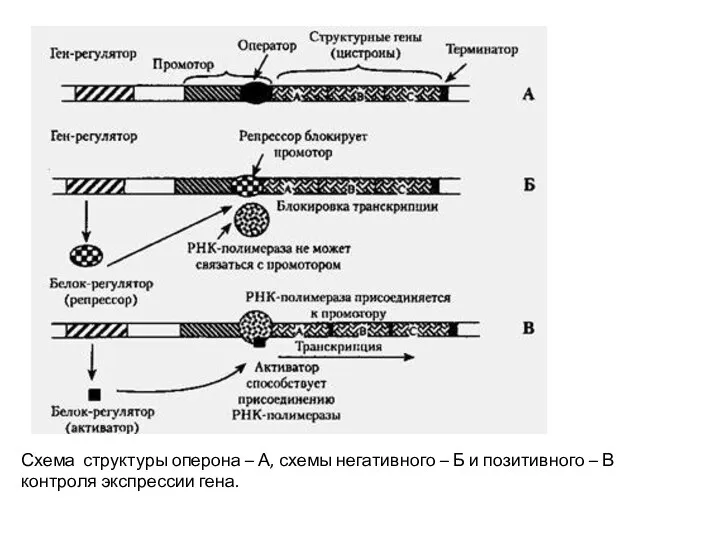 Схема структуры оперона – А, схемы негативного – Б и позитивного – В контроля экспрессии гена.