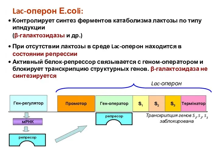 Lac-оперон Транскрипция генов S1, S2, S3 заблокирована Lac-оперон Е.соli: Контролирует