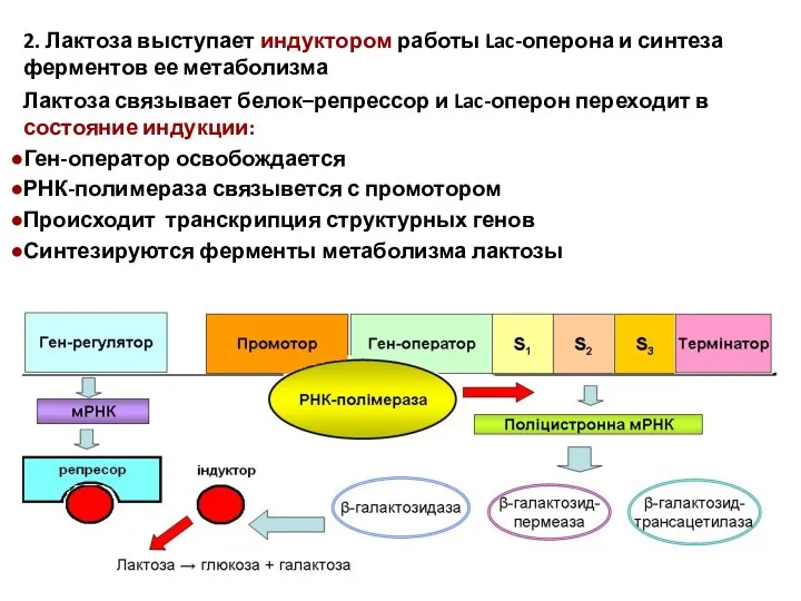 2. Лактоза выступает индуктором работы Lac-оперона и синтеза ферментов ее